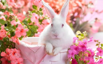 動物 Painting - 春のウサギの写真